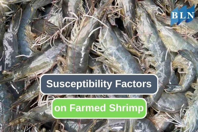 Factors Contribute to Disease Susceptibility in Shrimp Farming